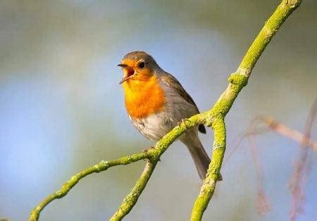 Do Birds Like Music? An Insightful Exploration into the Feathered World of Song and Rhythm